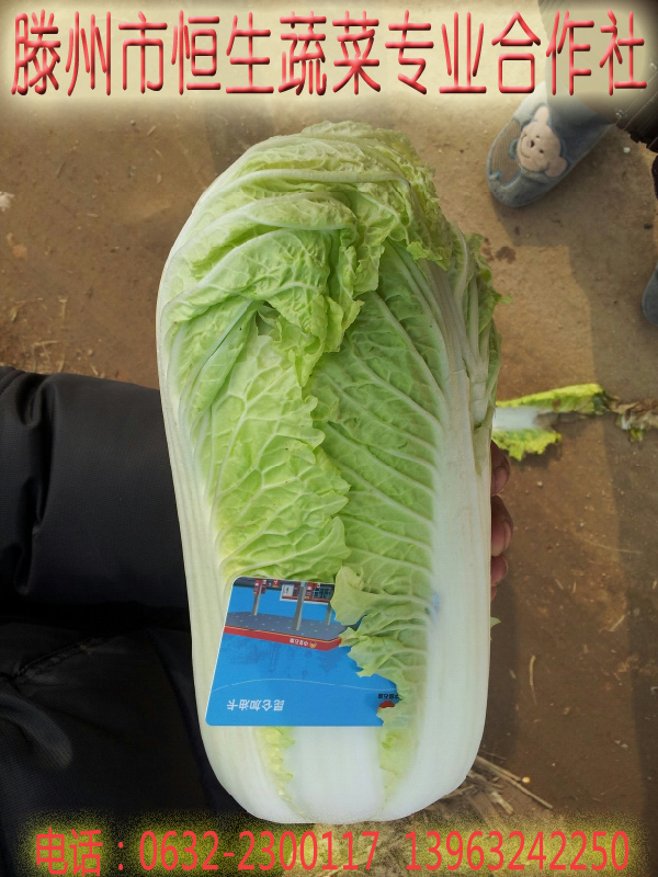 大白菜 山东滕州大白菜 蔬菜 大白菜图片 大白菜 山东滕州大白菜 蔬菜 大白菜图片