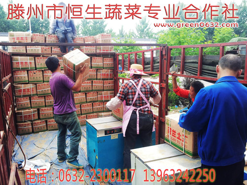 山东省滕州市恒生蔬菜专业合作社 山东省滕州市恒生蔬菜专业合作社