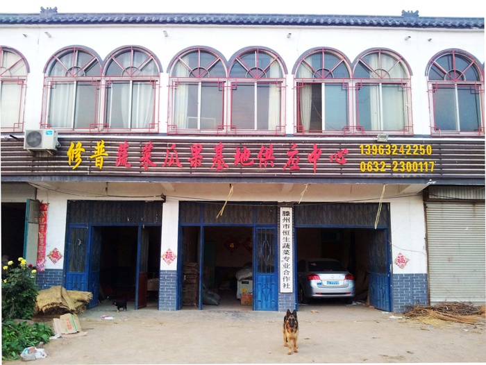 大白菜土豆冬瓜-山东省滕州市恒生蔬菜专业合作社 大白菜土豆冬瓜-山东省滕州市恒生蔬菜专业合作社