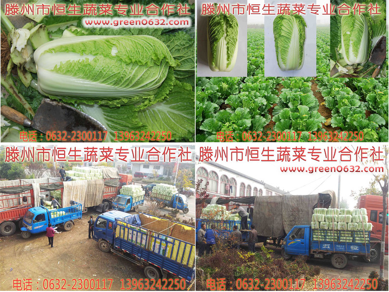 大白菜 大白菜