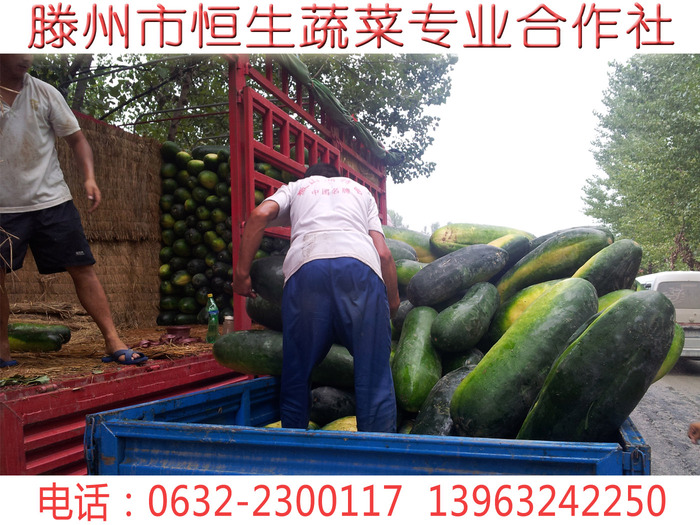 滕州冬瓜 滕州冬瓜