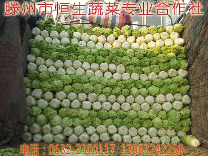 大白菜价格 大白菜价格