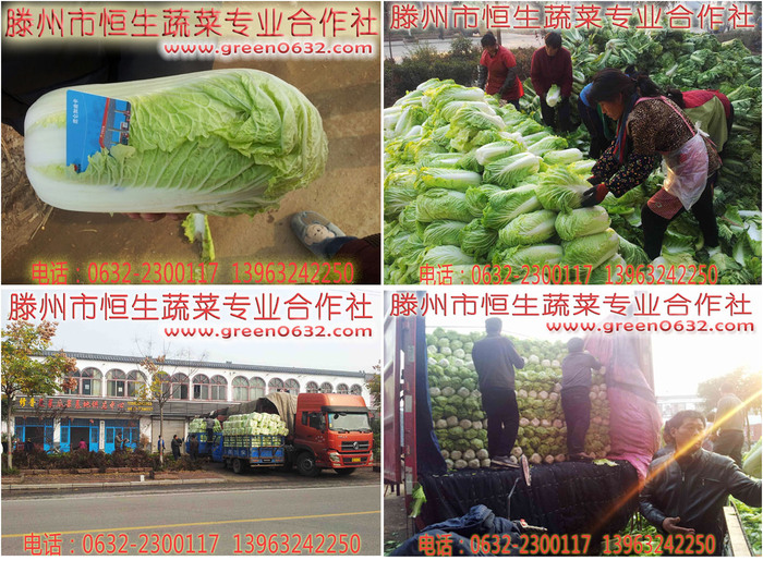大白菜合作社 大白菜合作社
