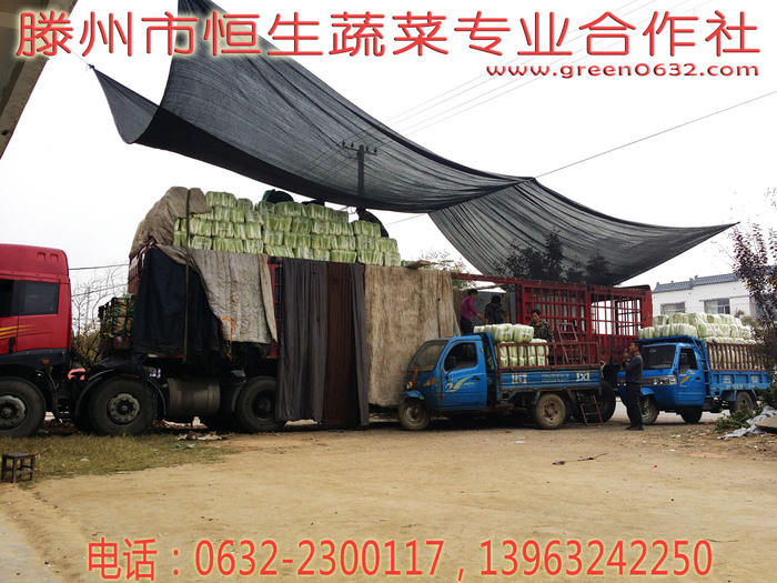 山东省滕州市恒生蔬菜专业合作社 山东省滕州市恒生蔬菜专业合作社