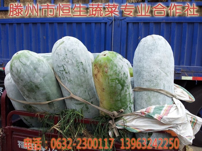 山东冬瓜 山东冬瓜
