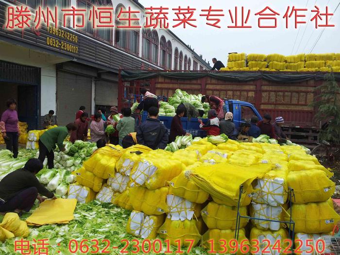 包黄纸网袋包装后的大白菜 包黄纸网袋包装后的大白菜