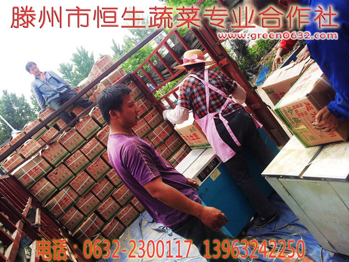 滕州土豆 滕州土豆